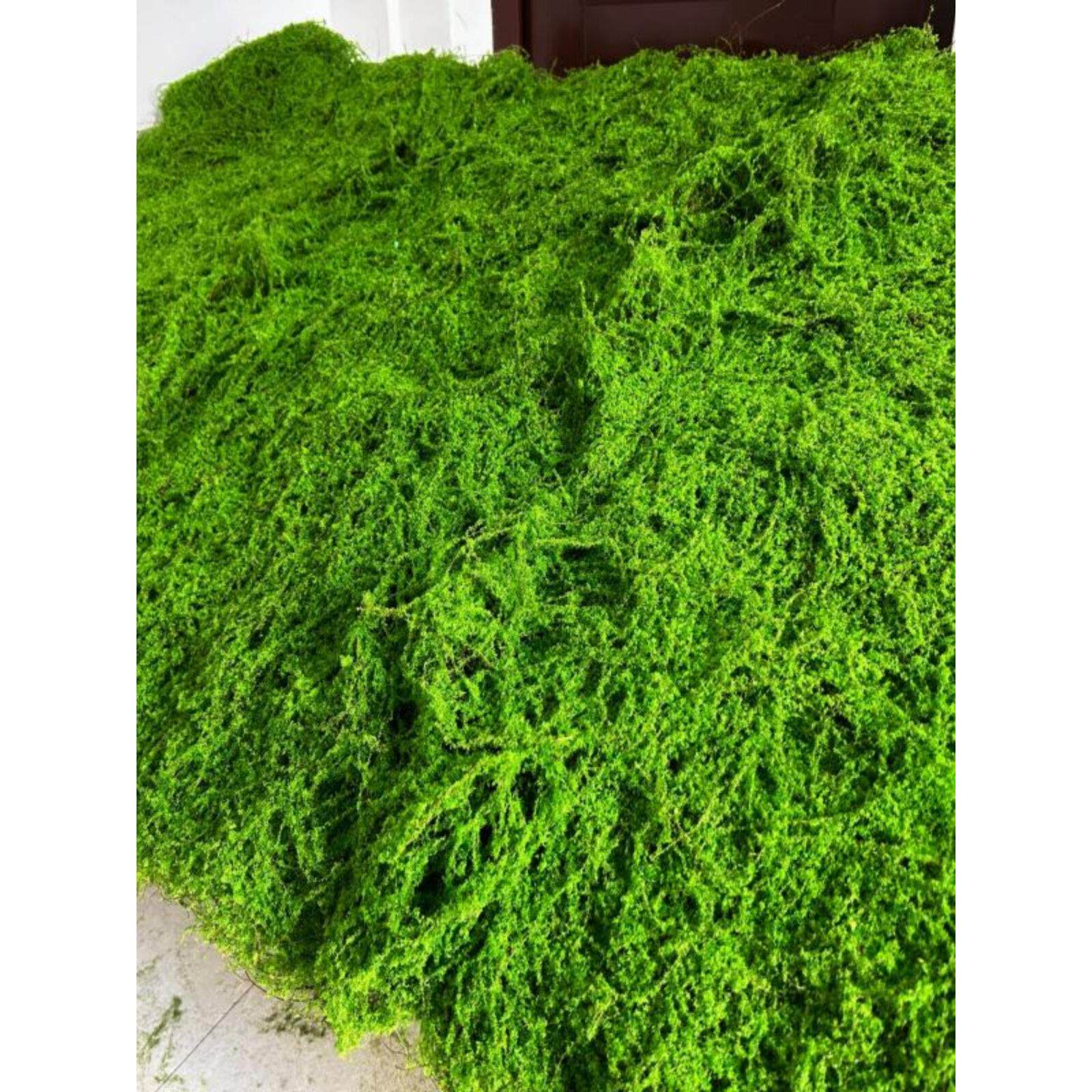 模拟苔藓苔藓草坪地毯草皮雨水池植物假山石园林室内外地面铺装