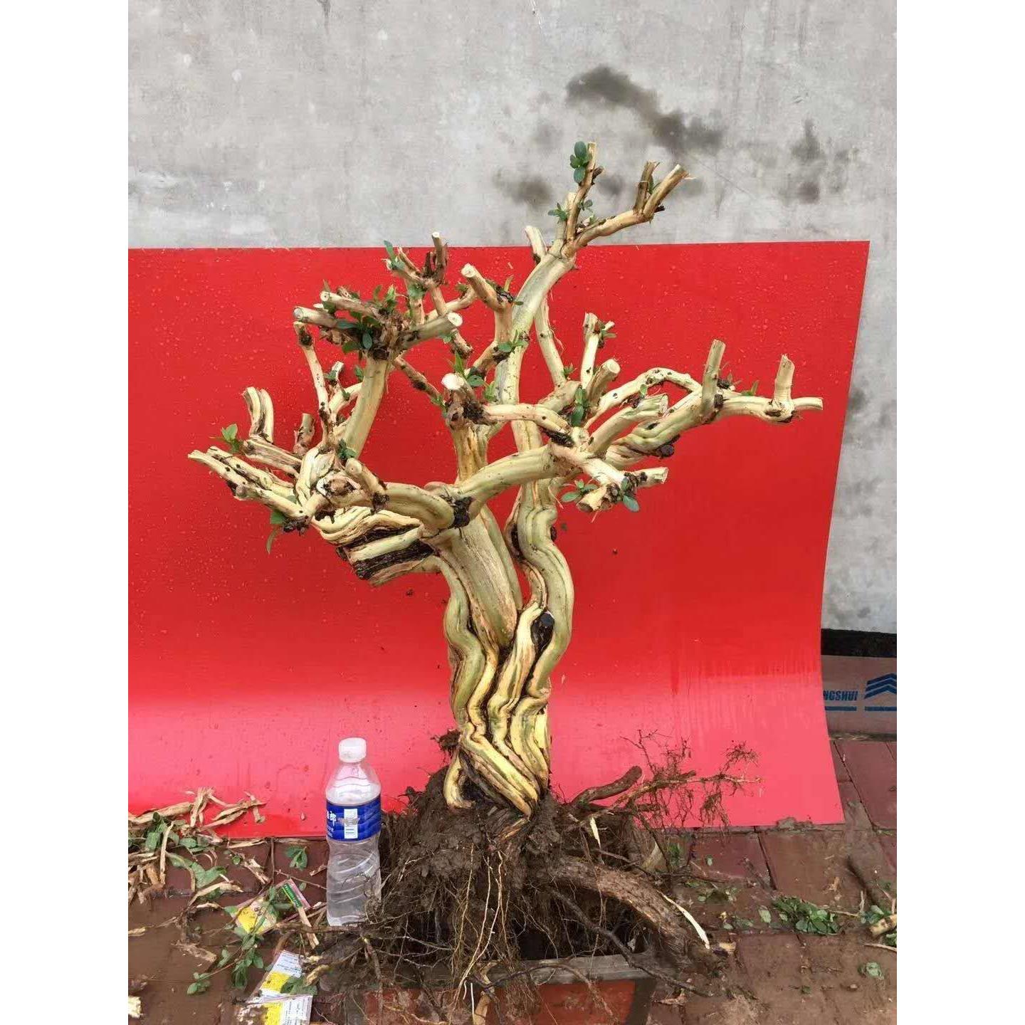 耐寒金银花老桩盆景黄白花品种能爬藤可泡茶庭院大盆栽金银花树苗