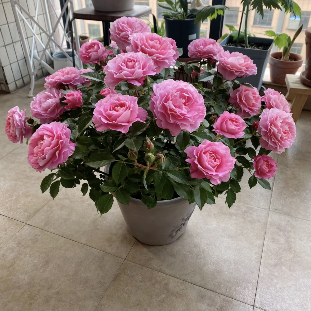 海神王月季花苗浓香玫瑰花苗盆栽四季开花卉果汁阳台树苗庭院灌木