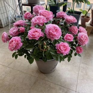 海神王月季花苗浓香玫瑰花苗盆栽四季开花卉果汁阳台树苗庭院灌木