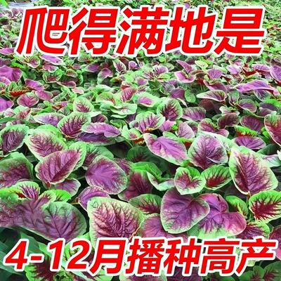 四季播种紫叶苋菜菜种子高产爬得满地是家庭园艺阳台种植蔬菜种子