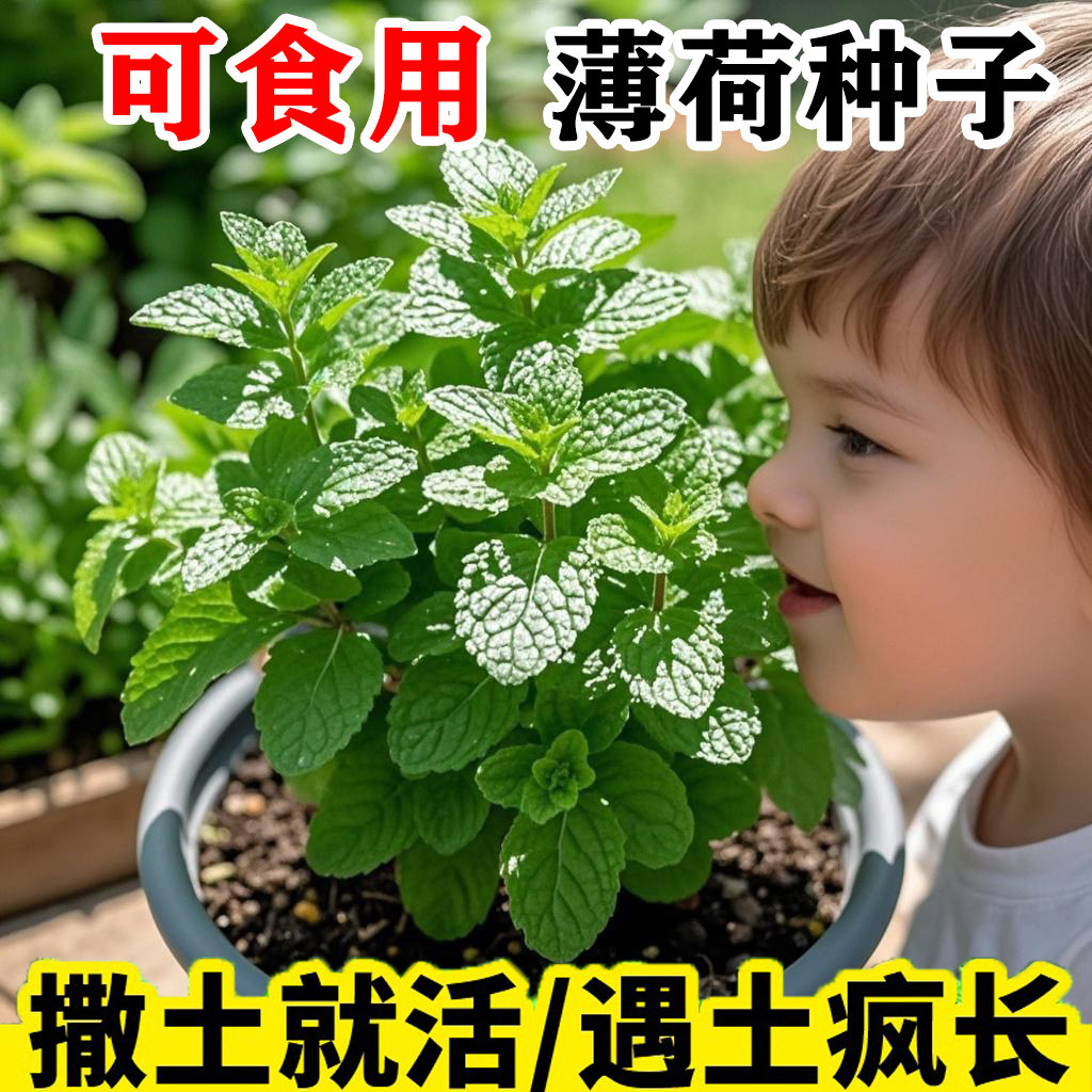可食用薄荷种籽子盆栽植物蔬菜种孑猫薄荷种子阳台四季种植花种子