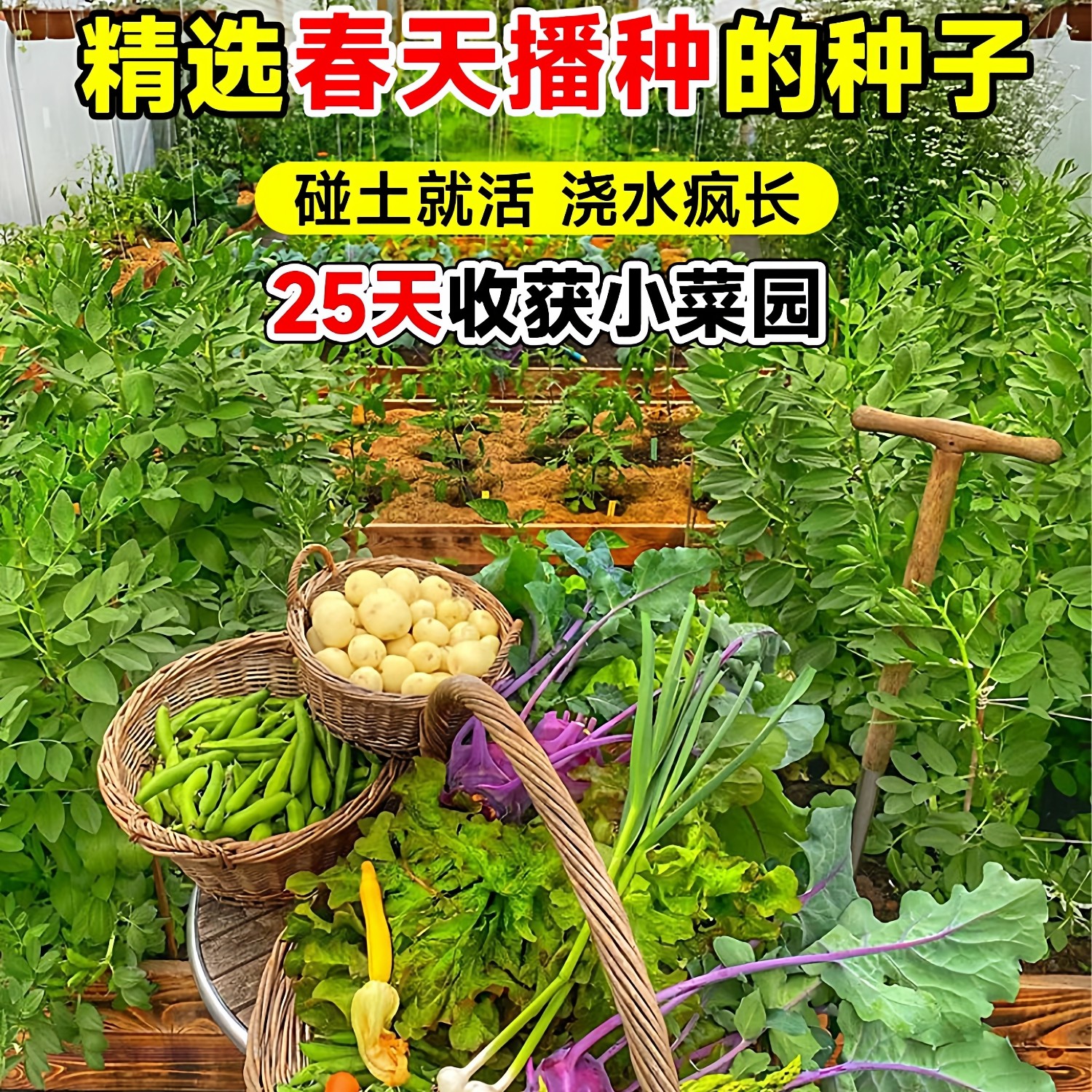 四季蔬菜种子香菜小葱菠菜黄瓜番茄辣椒豆角生菜籽萝卜白菜孑大全,鲜花速递/花卉仿真/绿植园艺,家庭园艺种子,淘宝优惠券,粉丝福利购,淘宝优惠卷