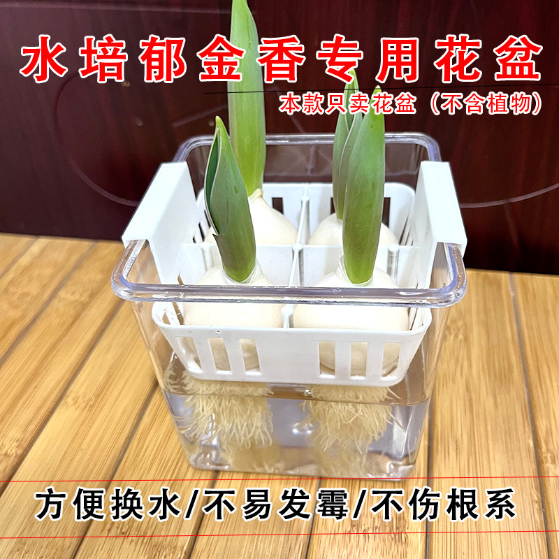 水培郁金香专用花盆透明塑料方形保湿盒便携式换水植物防霉花器