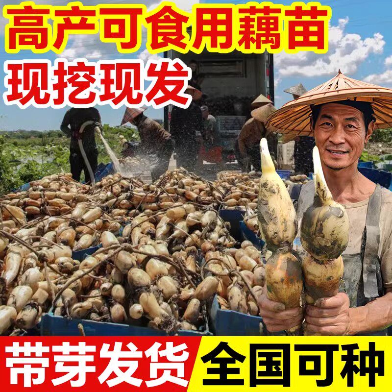 莲藕苗种可食用脆藕粉藕藕苗种根种子菜莲莲子荷花苗池塘田地大型