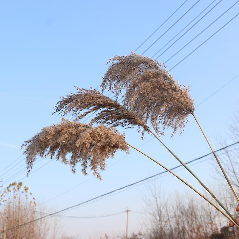 干花芦苇天然装饰摆件永生花拍照室内酒吧装饰跨境专卖芦柴
