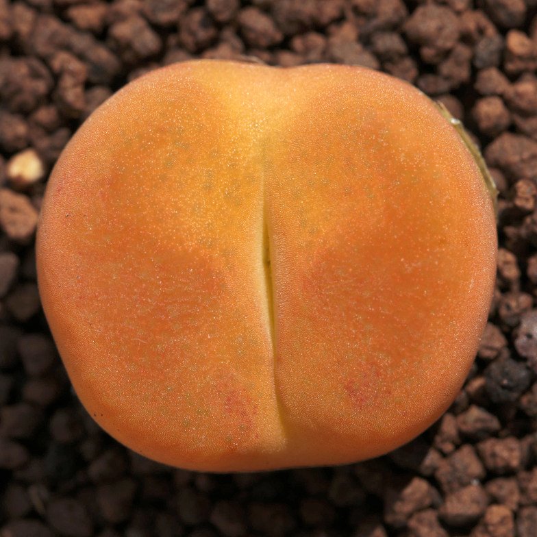 7年蟠桃1801.1毛汉尼肉锥生石花母本番杏科pp屁股花植物爱萌多肉