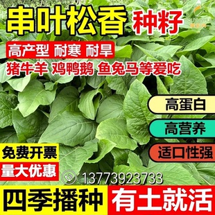 串叶松香草种子春秋育苗移栽多年生耐寒优质养猪阔叶菜高产牧草种