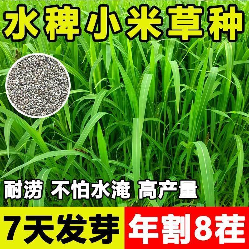 小米草种子水草喂鱼虾草种雀叶稗耐热耐水淹养殖鱼虾蟹四季牧草籽