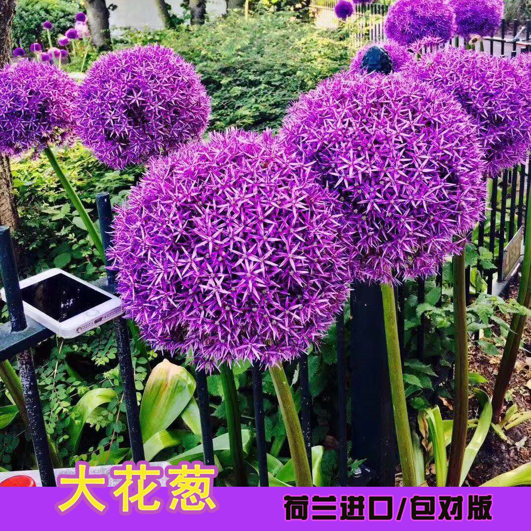 荷兰进口大花葱种球 盆栽花卉植物庭院地栽花种球根茎当年开花
