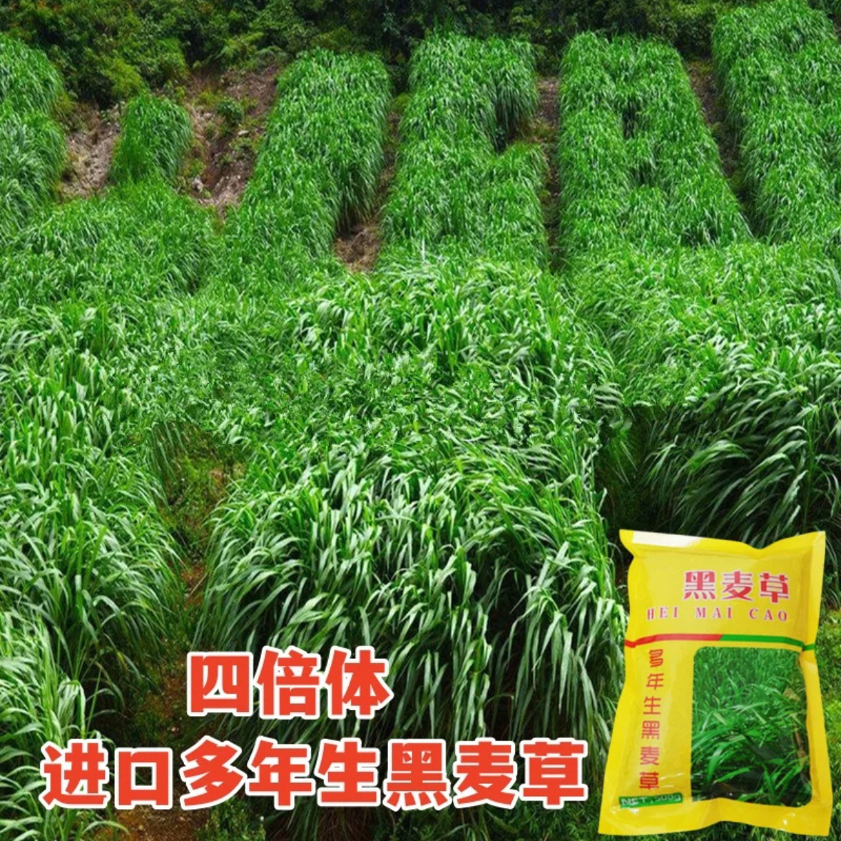 黑麦草种子耐寒高产牧草四季养殖畜牧草籽草种鸡鸭鹅牛羊鱼黑麦草