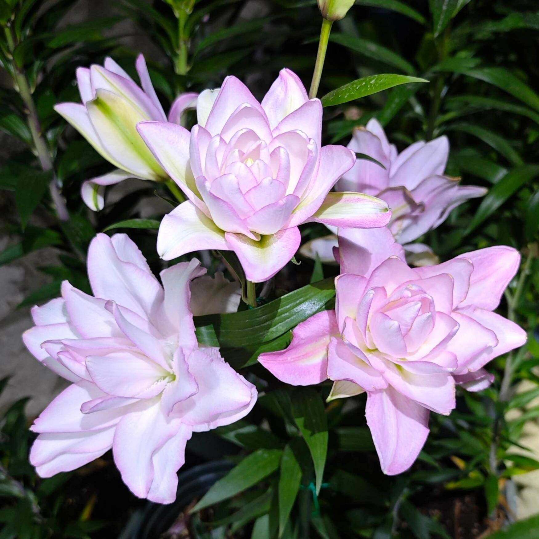 进口重瓣香水百合种球盆栽易活室内外多年生四季播种开花种子籽苗