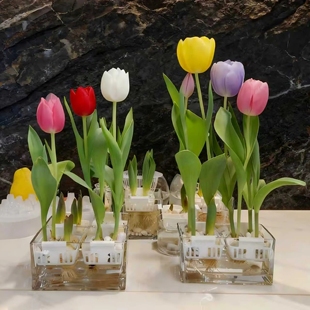 荷兰进口郁金香种球水培花卉植物室内外四季 好养活土培郁金香种子