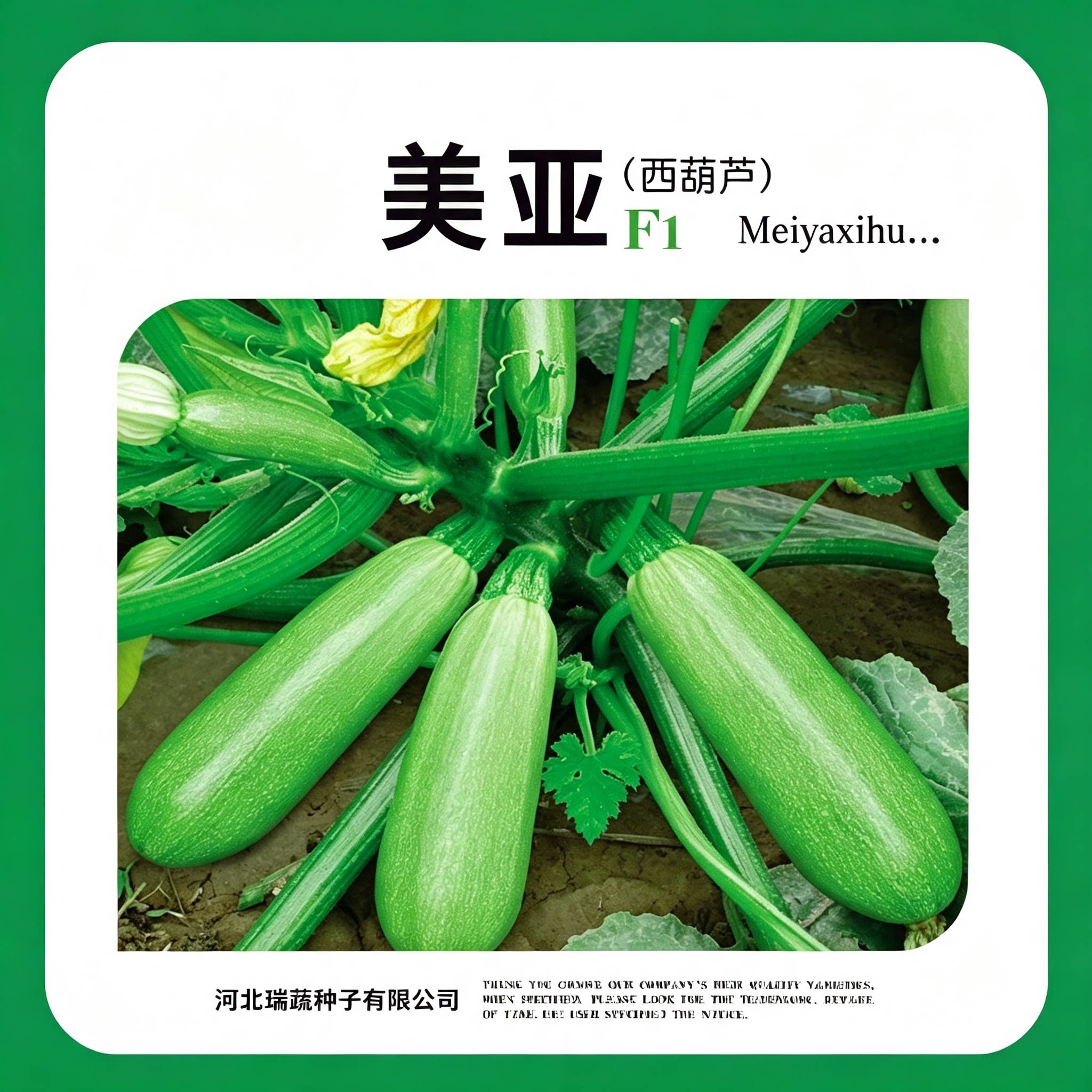 美亚西葫芦种子占瓜花草瓜水果蔬菜籽 阳台种菜 高产抗病蔬菜种子