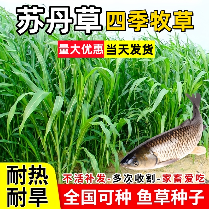 苏丹草进口高产种子四季播种