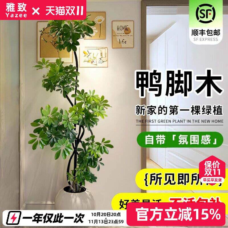 鸭脚木客厅大型盆栽室内落地式植物鸭掌木鹅掌柴八方来财真造型