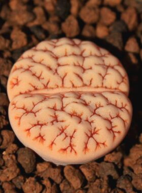 C383舞岚X189回交c189生石花荒玉番杏精品多肉植物爱萌多肉