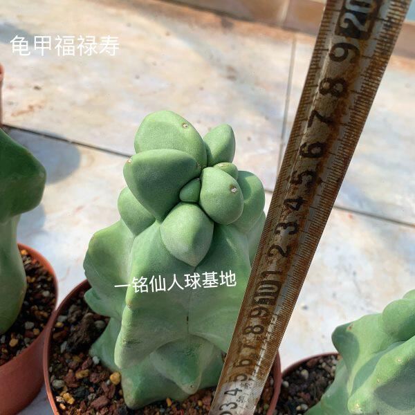 上帝阁石化【龟甲福禄寿】奇趣多肉植物落地根系发达大型仙人柱