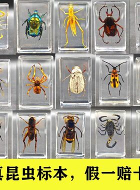 琥珀昆虫标本迷你小动物摆件真虫子蝴蝶甲虫虫珀石饰品挂件蜘蛛蝎