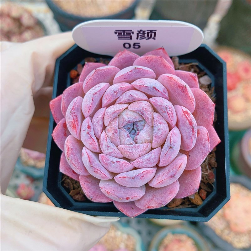 云南精品雪颜多肉植物一物y一拍萌肉老糖心石化粉魄向阳派