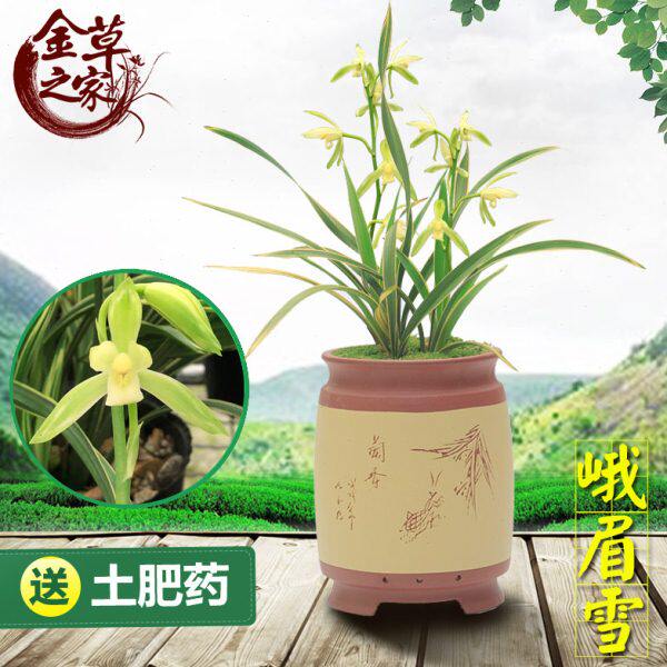 兰花苗 峨眉雪 建兰四季兰矮种花艺双全金边线艺浓香 夏季带花苞