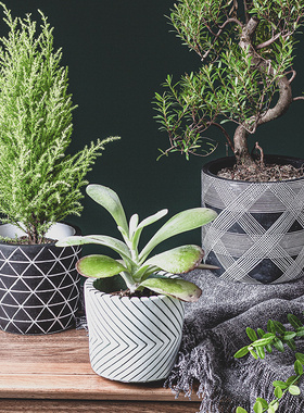 网红水泥盆花盆2021新款北欧风简约G小陶土绿植绿萝白色多肉肉创