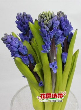 新鲜进口风信子 紫色白色5枝 生日爱G情礼物插花 北京王四营鲜花