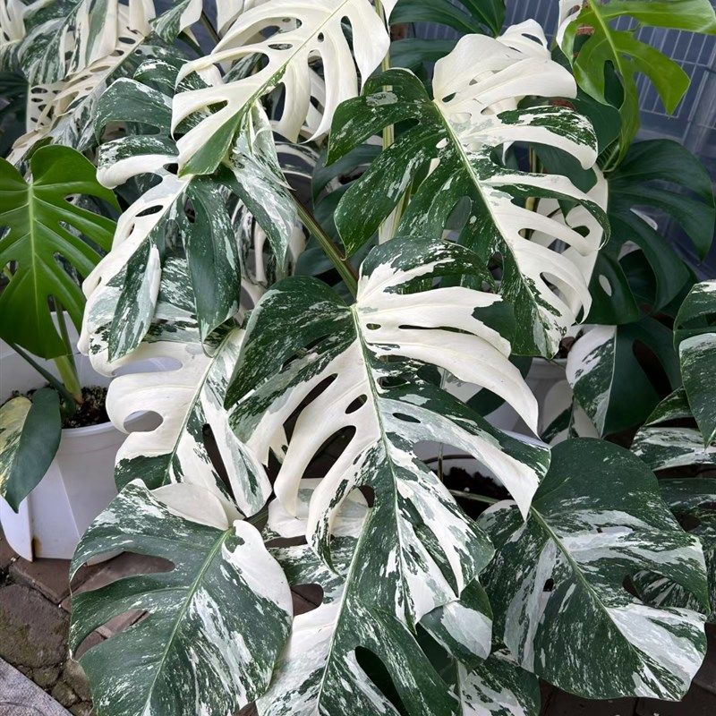 白锦龟背竹洒金龟l背竹室内网红热植绿植锦化植物网红植物基地直