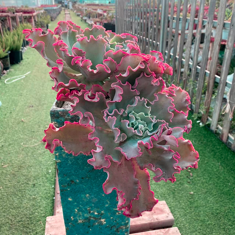 高砂之翁包菜系多肉植物女王花笠超大老桩群生Q舞会红裙好养绿植