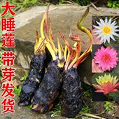 大睡莲根块 莲花鱼缸庭院水池塘荷花 水培水生水养