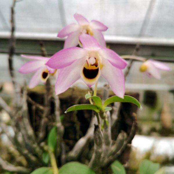 曲茎石斛 稀有品种 茎叶有效价值非常高 粉色花 不是铁皮石斛粉花