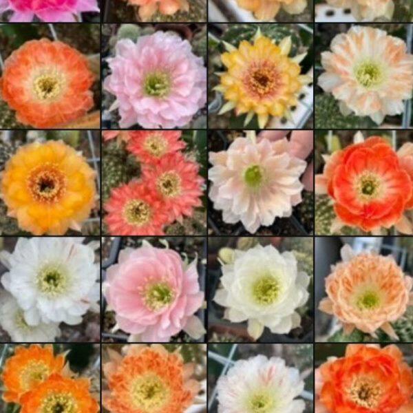 丽花彩草仙人球侧芽10个20个不同经典花色籽播实生小苗创意拼盆