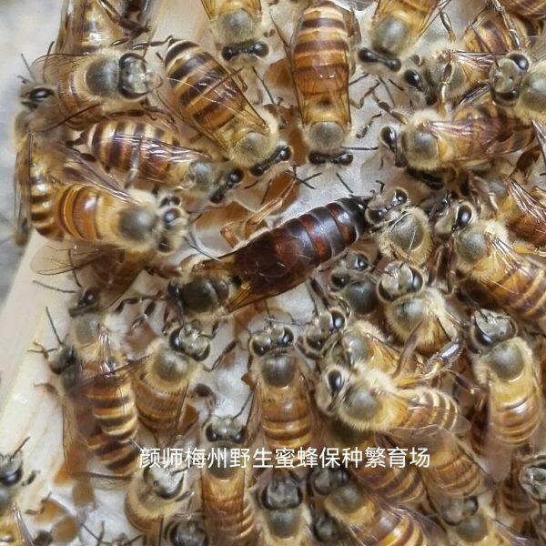 颜师梅州蜜蜂中蜂种蜂王开产新蜂王良种高产繁殖快产蜜多强群蜂王