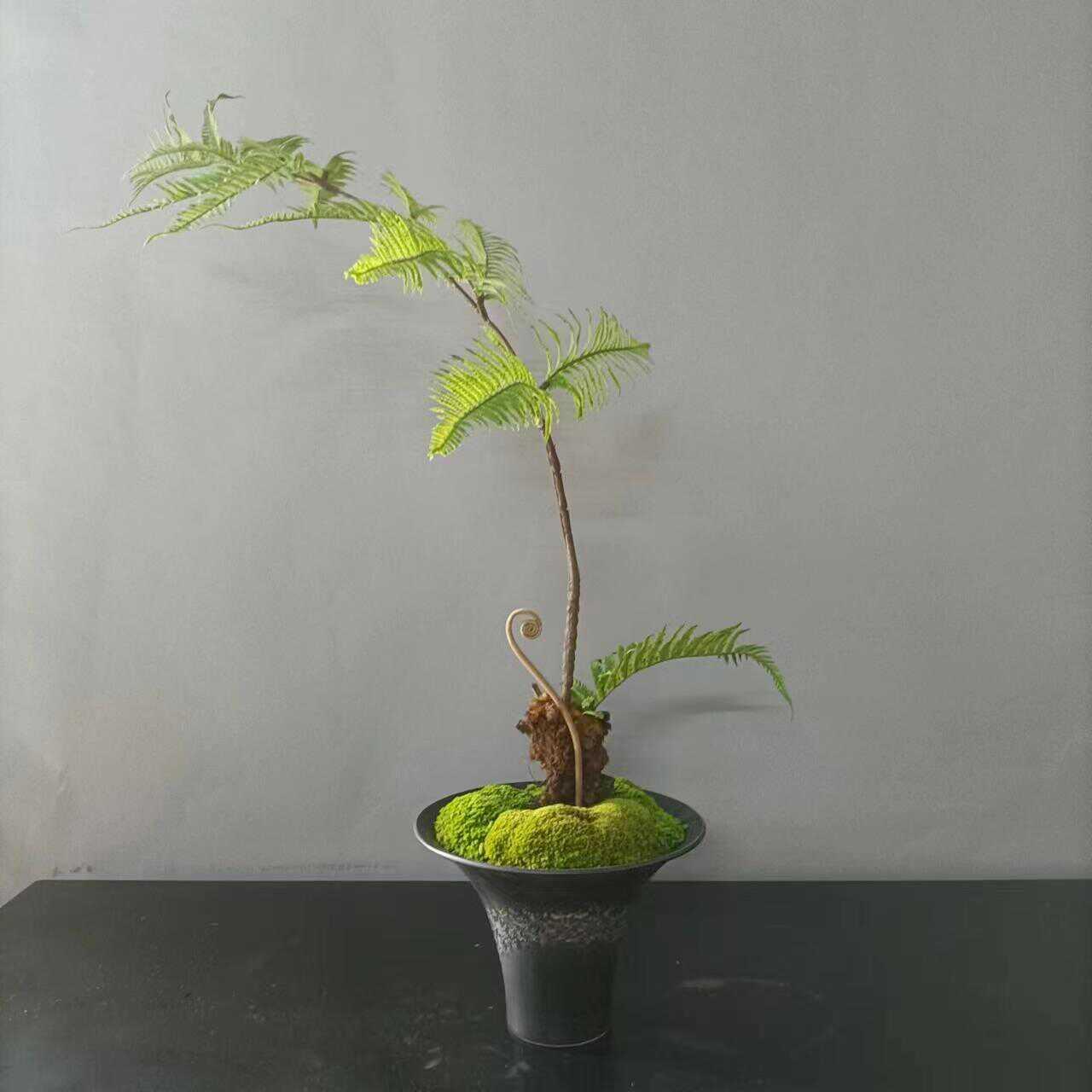 中式铁艺花器彷真文竹永生青苔盆栽书房茶室微景观玄关柜软装摆件