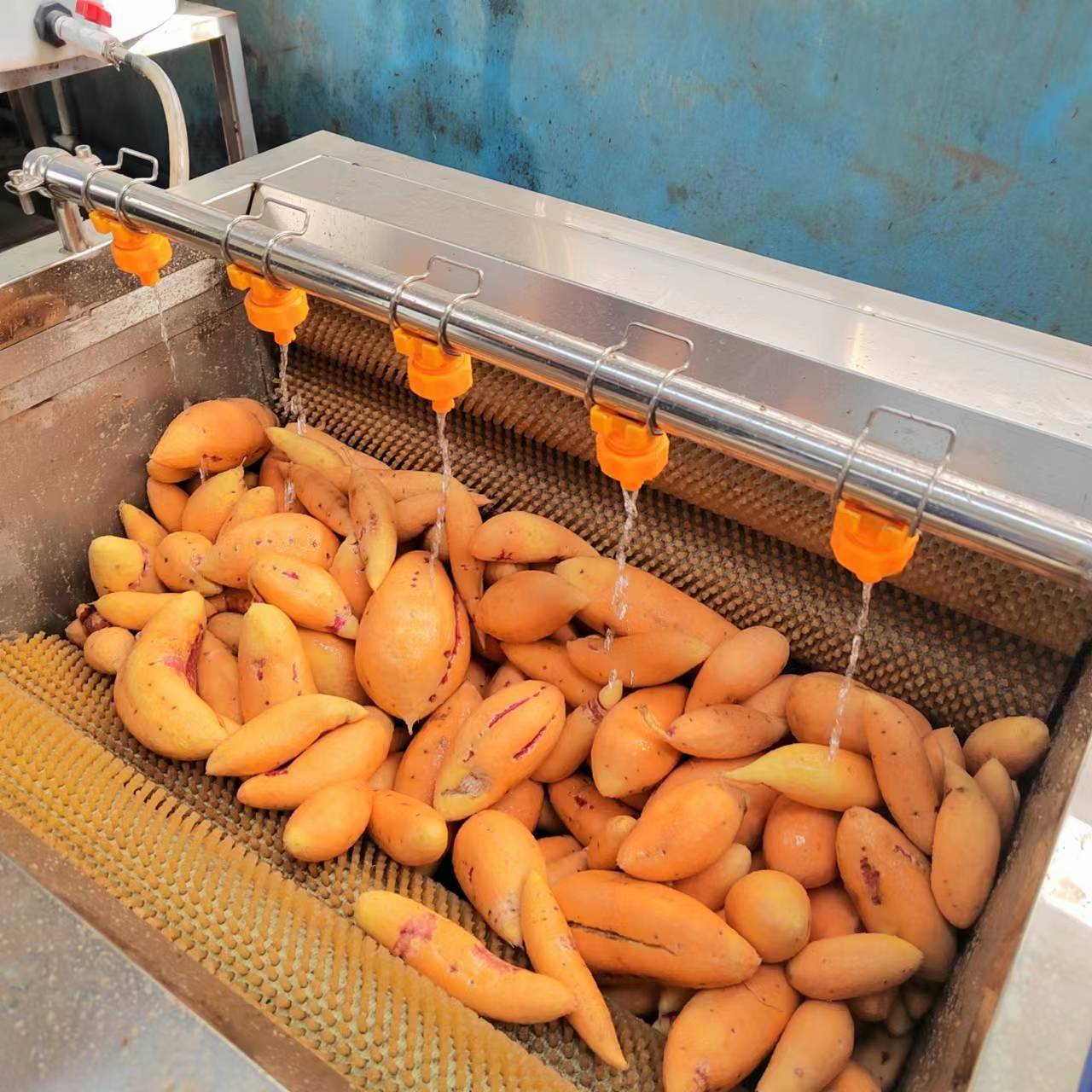 实体厂家海蛎子毛滚清洗机小龙虾清洗设备u型毛刷清洗机去杂机