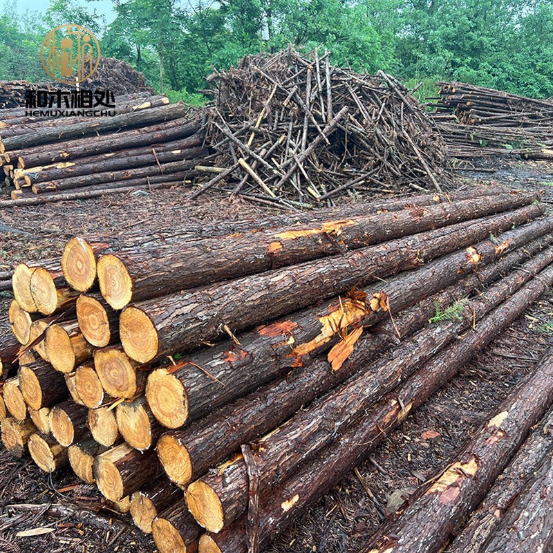 供应杉木杆原木树木r木屋面板绿化异形檩条防护架杆杉木桩