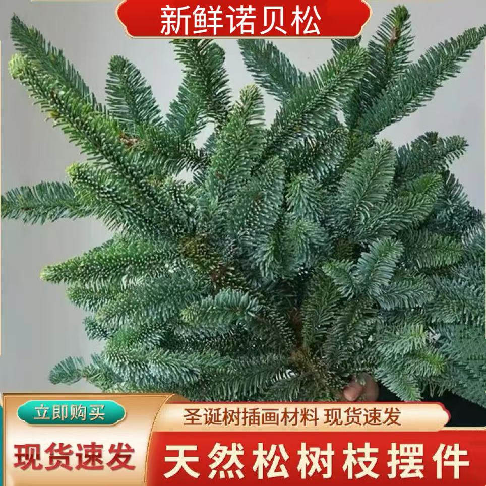 新鲜诺贝松鲜切枝条天然真树枝条