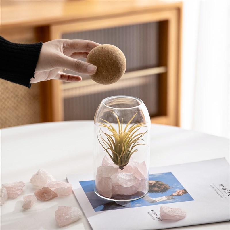 空气凤梨无土新奇植物创意礼物摆件办公室桌面绿植小盆栽懒人好养