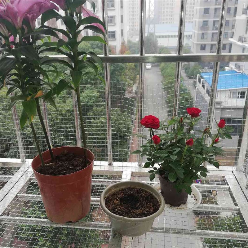 镀锌铁丝网防护栏围网防鼠蛇网养殖网电焊网阳台多肉鸽鸟笼格网片