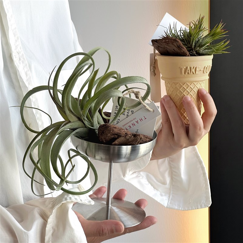 无土盆栽植物空气凤梨支架高级感办公室客厅斗柜绿植装饰桌面摆件