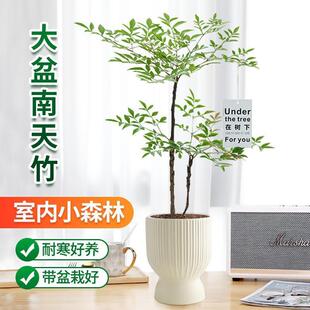 南天竹绿植盆栽室内外客厅庭院盆栽花卉吊钟马醉木平替植物土培