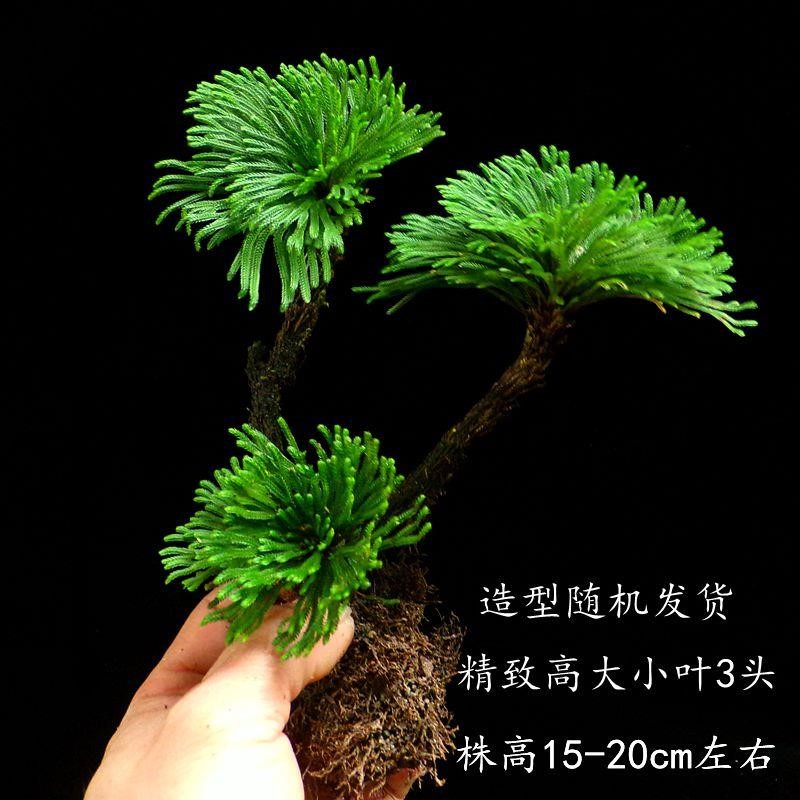 石头上种的e植物附石菖蒲盆景苔藓假山水陆缸雨林造景绿植专用包