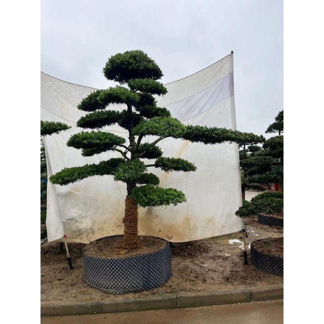 罗汉松原生小叶雀舌罗汉松盆景造型树 庭院别墅一对一选树