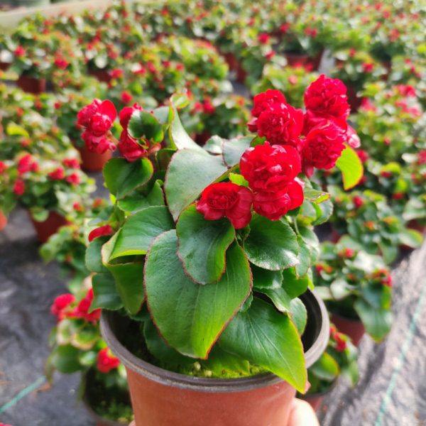 重瓣四季海棠花带花发货玻璃球球花四季开花不断观花植物阳台客厅