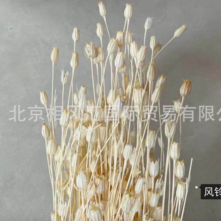 进口干花佛罗伦萨花风铃果装饰摆件搭配花束