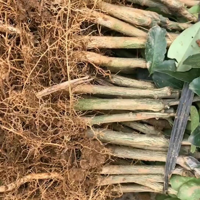 杨梅芽苗杨梅大苗杨梅小苗实生苗直生苗包成O活东魁苗乌梅苗绿化