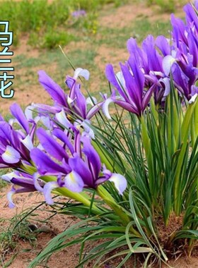 马兰花苗草本地g栽马兰花草蓝色的花马莲花宿根多年生耐盐碱地湿