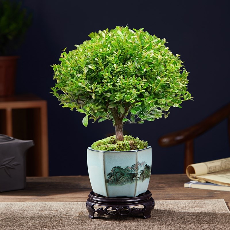 小叶赤楠老桩苗紫檀微景u观水培办公室四季好养金丝楠木绿植