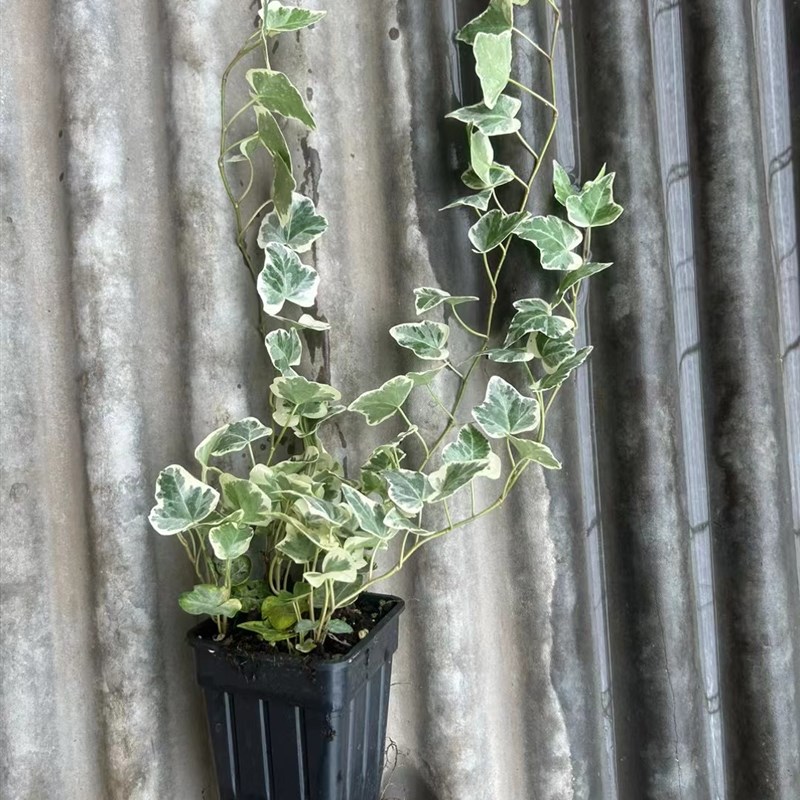 雪莹常春藤进口稀有爬藤观叶植物室内绿植净化空气雪W萤含盆带土