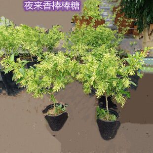 香香夜来香盆栽阳台本芳花卉香水百合庭院夜兰包邮木棒棒糖香花苗